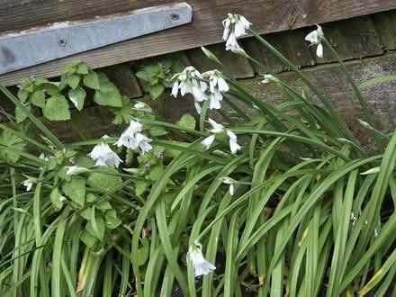 Photo of free White Bells (Bovingdon) #1