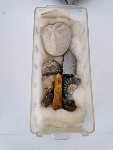 Photo of free Geology Rock Samples and Fossils (Dunblane FK15) #2