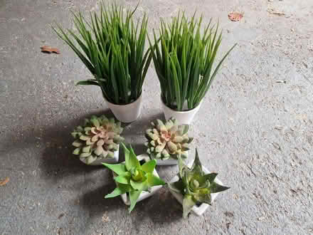 Photo of free Fake plants in white ceramics (Bournemouth BH2) #1