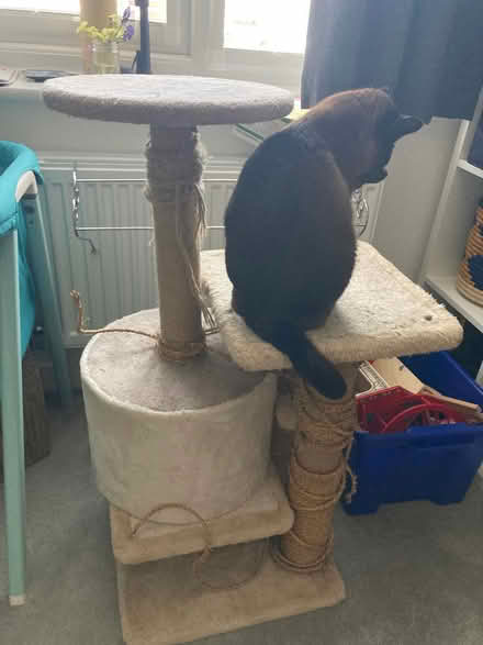 Photo of free 2 cat trees (Penrith CA11) #1
