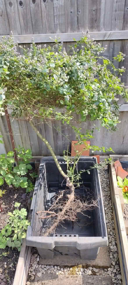 Photo of free Ceanothus (California Lilac) (North Ascot SL5) #1