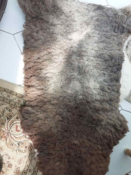 Photo of free Sheepskin rug - brown (Southport PR8) #1