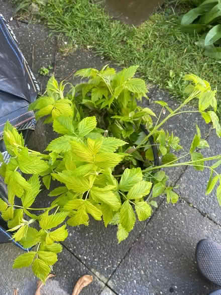 Photo of free Raspberry plants (Goldthorn Hill WV2) #1