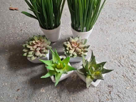Photo of free Fake plants in white ceramics (Bournemouth BH2) #2