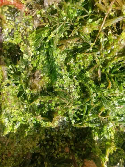 Photo of free pond plants, snails etc (Ringmer BN8) #1