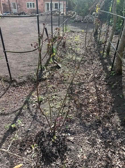 Photo of free Plants (Ticknall DE73) #1