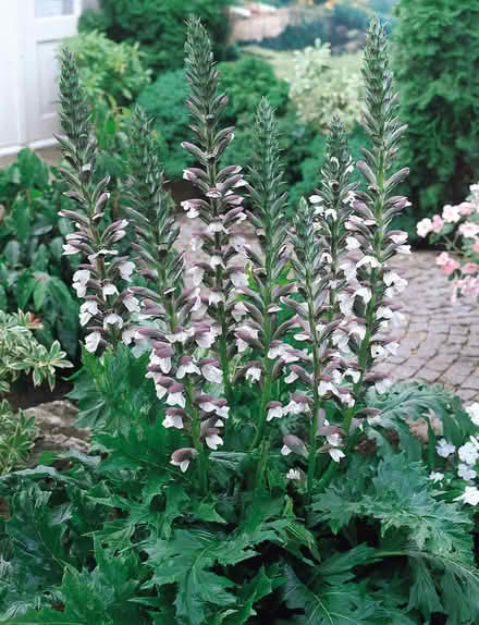 Photo of free Acanthus Plants (Addlestone KT15) #1