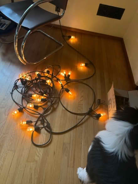 Photo of free Party Lights (South Pasadena) #1