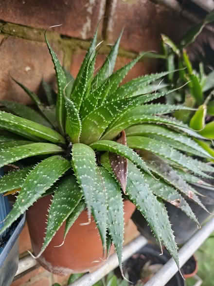 Photo of free Haworthia (Loughborough LE11) #1
