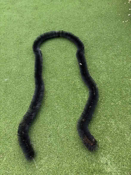 Photo of free Gutter snake (Putney SW15) #1