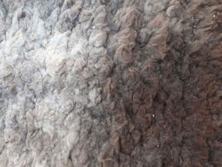 Photo of free Sheepskin rug - brown (Southport PR8) #2