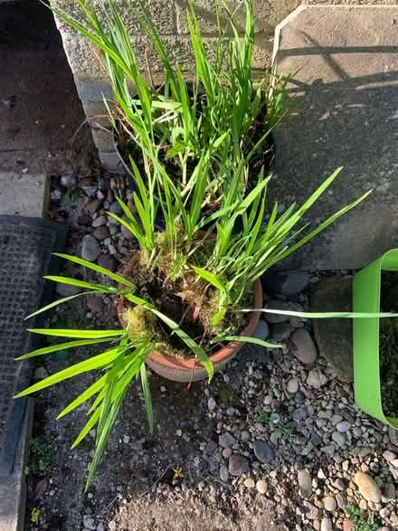 Photo of free Plants (Great Rollright OX7) #1