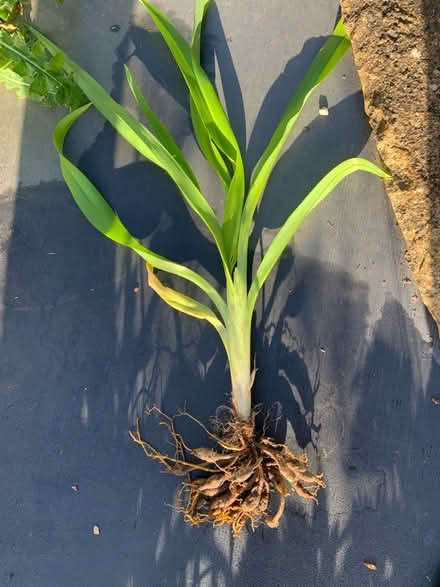 Photo of free Plants (Great Rollright OX7) #3