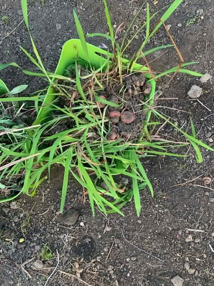 Photo of free Plants (Great Rollright OX7) #2