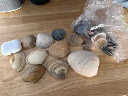 Photo of free Pretty seashells (Cathedral Heights) #1