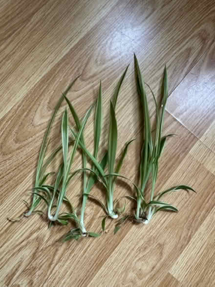 Photo of free Spider plants (Pudding Mill Lane E15) #1