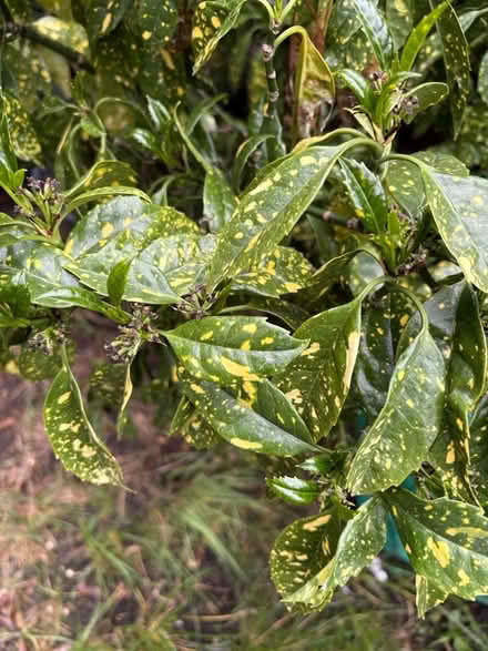Photo of free Japanese Laurel bush (Oval) #3