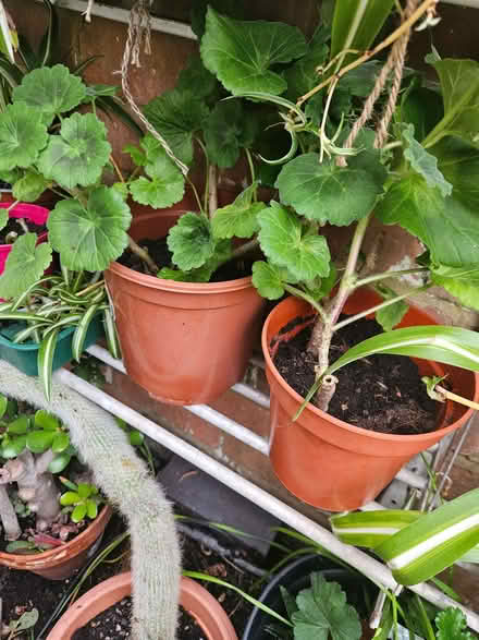 Photo of free Geraniums (pelargoniums) (Loughborough LE11) #2