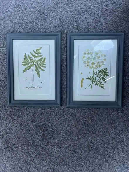 Photo of free Botanical prints in frames (Manningtree CO11) #1