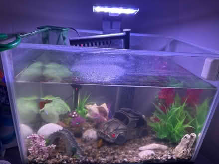 Photo of free Fish tank + fish and accessories (TF10) #1
