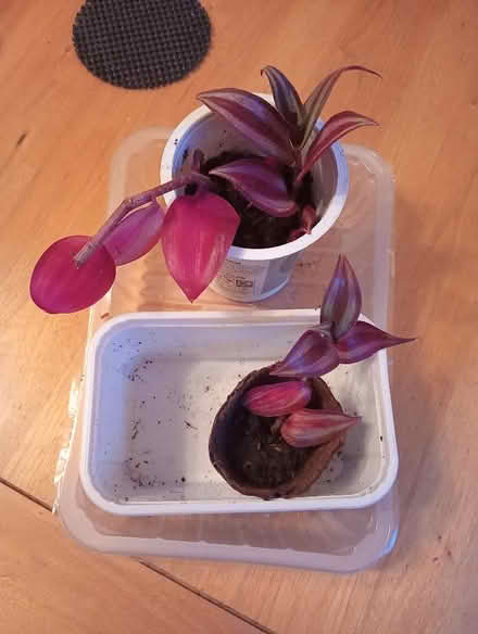 Photo of free Tradescantia cuttings (Charminster BH8) #1
