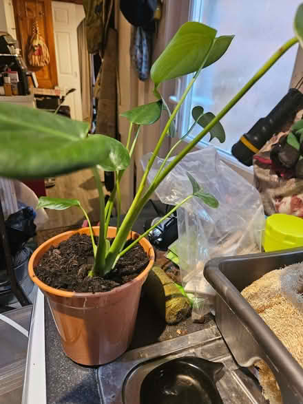 Photo of free Young Monstera plant (Swiss cheese plant) (Loughborough LE11) #1