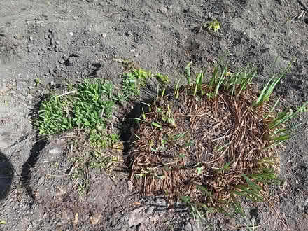 Photo of free Plants (Ticknall DE73) #3