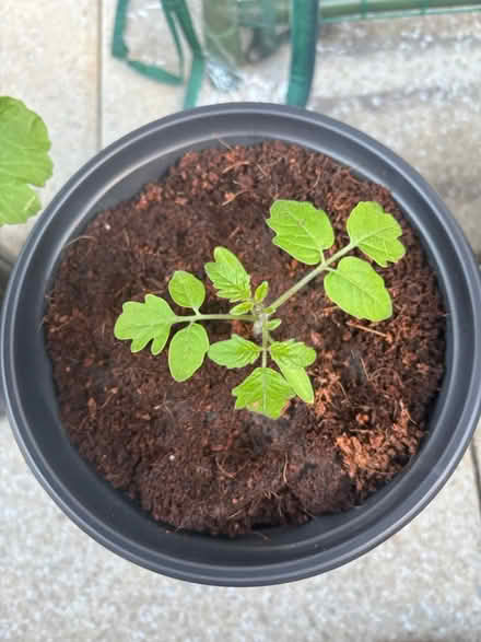 Photo of free Vegetable Seedlings (E17 6ZR) #3