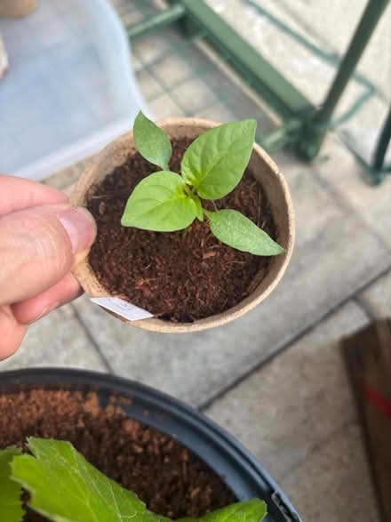 Photo of free Vegetable Seedlings (E17 6ZR) #2