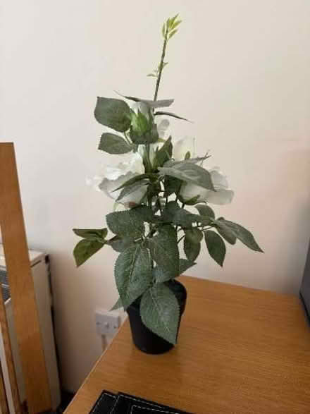 Photo of free Flower decor (Skaters' Meadow CB3) #1