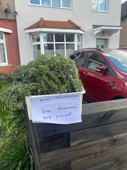 Photo of free Rosemary cuttings (Woodford Green IG8) #1