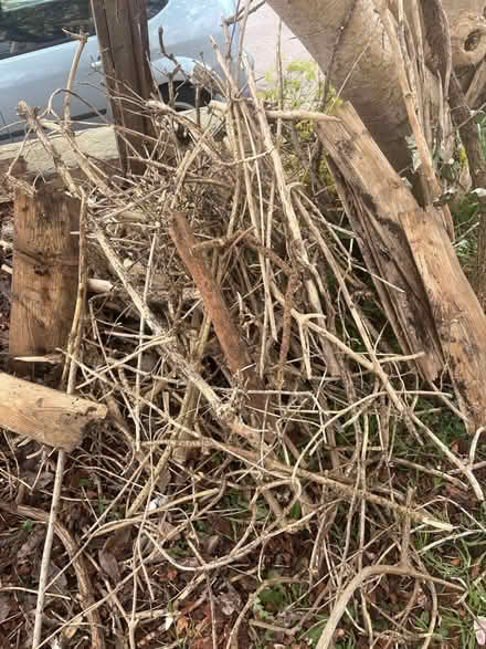Photo of free Kindling dry sticks! (St Andrew's BS6) #1