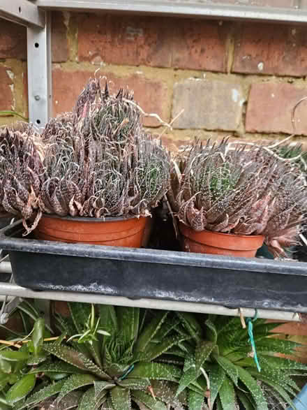 Photo of free Haworthia (Loughborough LE11) #3