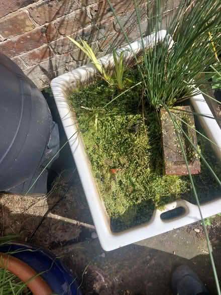 Photo of free pond plants, snails etc (Ringmer BN8) #2