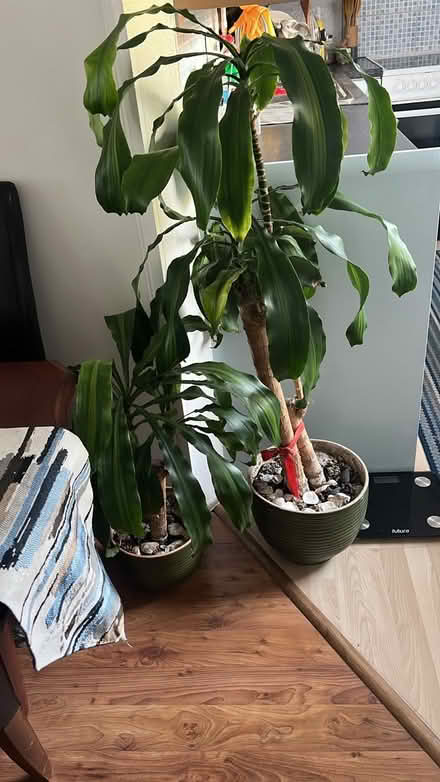 Photo of free 🎍 Free Indoor Plants (Dracaena) (SM2) #1