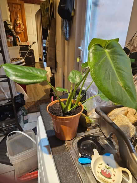 Photo of free Young Monstera plant (Swiss cheese plant) (Loughborough LE11) #2