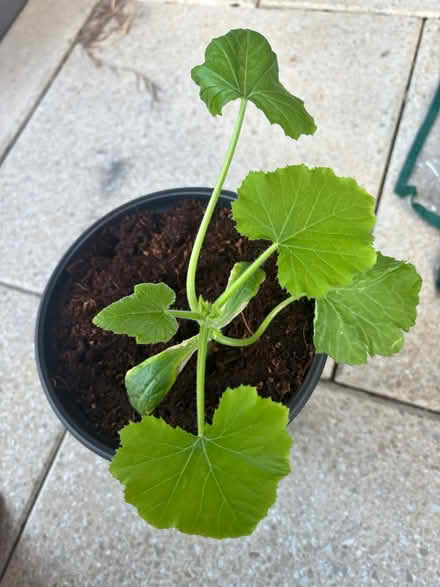 Photo of free Vegetable Seedlings (E17 6ZR) #4