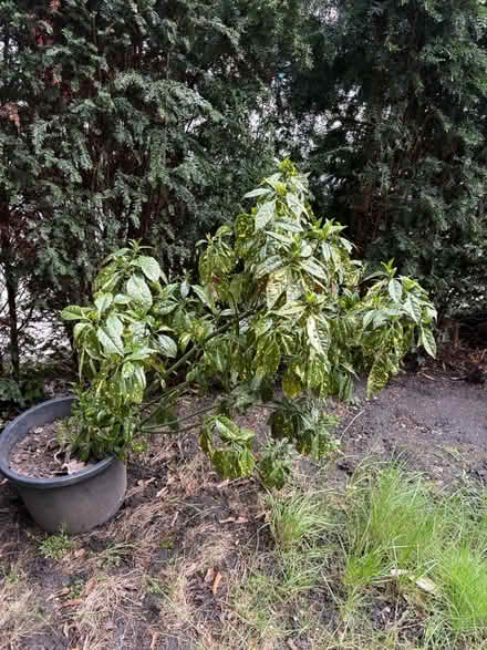 Photo of free Japanese Laurel bush (Oval) #1