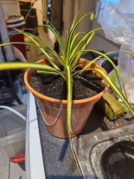 Photo of free Young Dracaena indoor plant (Loughborough LE11) #1