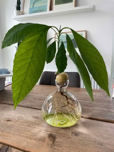 Photo of free Avocado plant in a vase (Whitechapel E1) #1