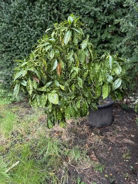 Photo of free Japanese Laurel bush (Oval) #2