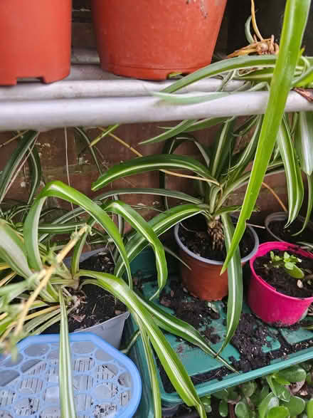 Photo of free Spider plants (Loughborough LE11) #2