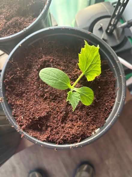 Photo of free Vegetable Seedlings (E17 6ZR) #1