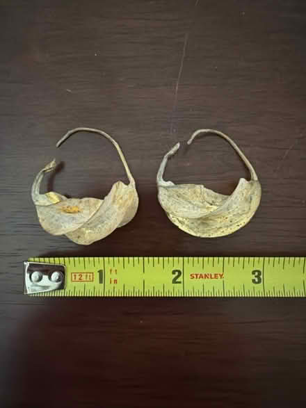 Photo of free Gold Fulani Earrings (Waverly Park) #1