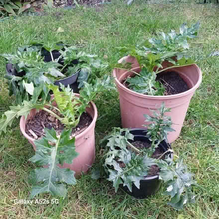 Photo of free Acanthus Plants (Addlestone KT15) #2