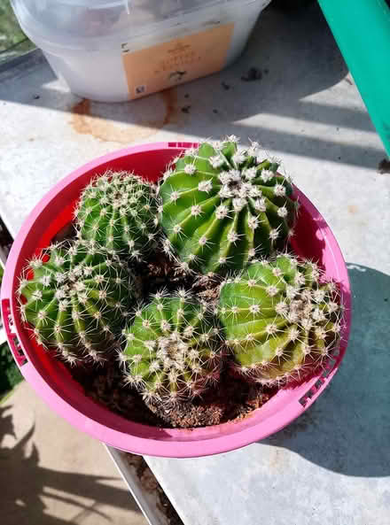 Photo of free cactus (waterlooville) #1