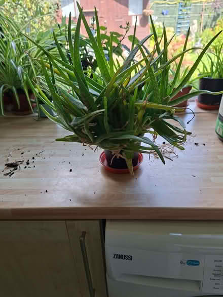 Photo of free Aloe Vera plant (Ramsgate CT12) #1