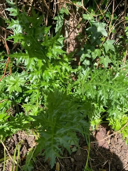 Photo of free Plants (Great Rollright OX7) #4