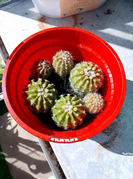 Photo of free cactus (waterlooville) #2