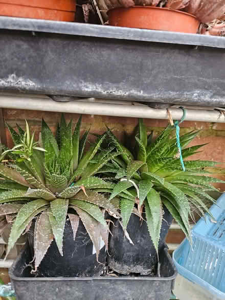 Photo of free Haworthia (Loughborough LE11) #2